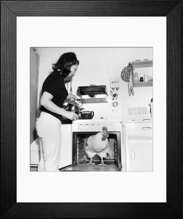 Framed Print : Family pet Cockerel. 1964 C123-012 Framed Print : Family pet Cockerel. 1964 C123-012