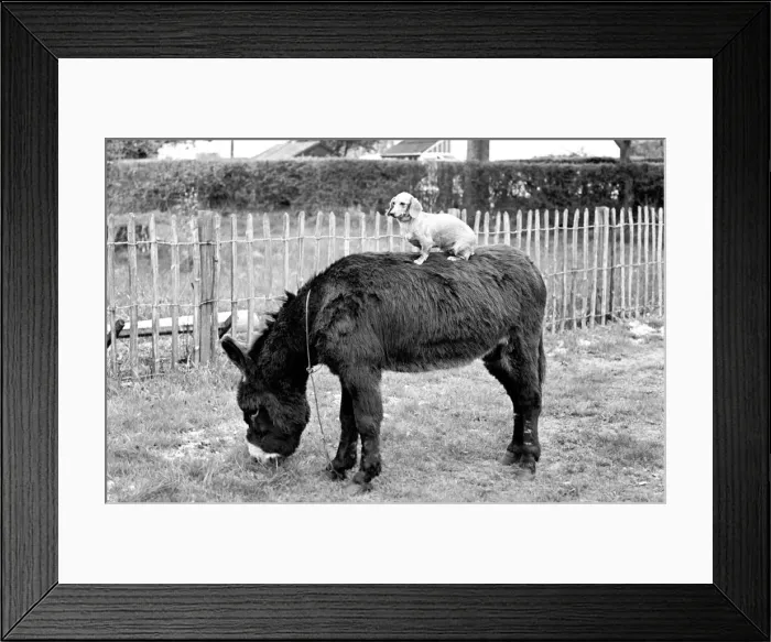 Framed Print : Donkey with dachshund. January 1965 C106A-001 Framed Print : Donkey with dachshund. January 1965 C106A-001