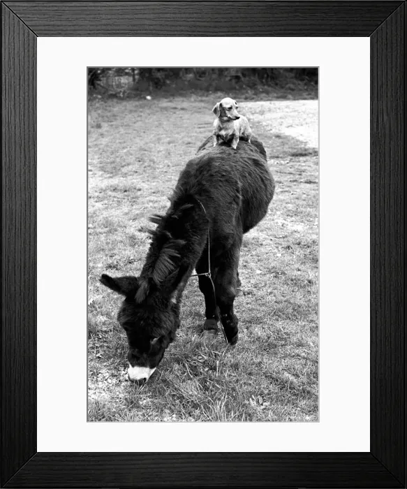 Framed Print : Donkey with dachshund. January 1965 C106A-005 Framed Print : Donkey with dachshund. January 1965 C106A-005