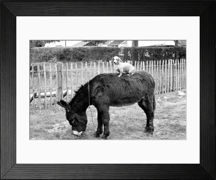 Framed Print : Donkey with dachshund. January 1965 C106A-002 Framed Print : Donkey with dachshund. January 1965 C106A-002