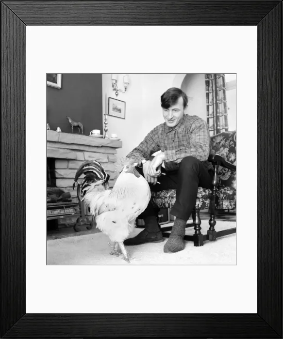 Framed Print : Family pet Cockerel. 1964 C123