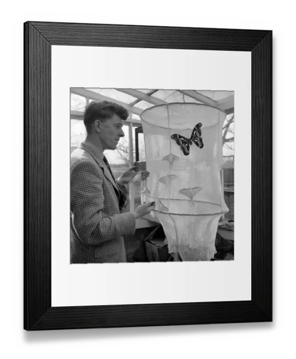 Framed Print : Insects: Moths: Mr. Rivers seen here with part of his collection of moths Framed Print : Insects: Moths: Mr. Rivers seen here with part of his collection of moths