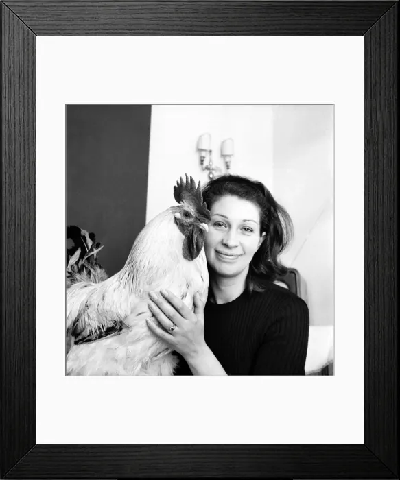 Framed Print : Family pet Cockerel. 1964 C123-002