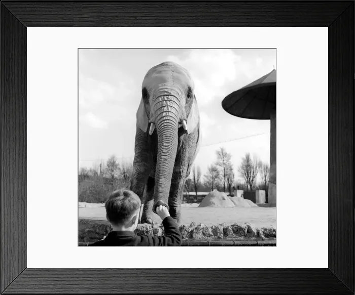 Framed Print : Small boy feeds peanuts to a elephant at London Zoo: 1959 Framed Print : Small boy feeds peanuts to a elephant at London Zoo: 1959