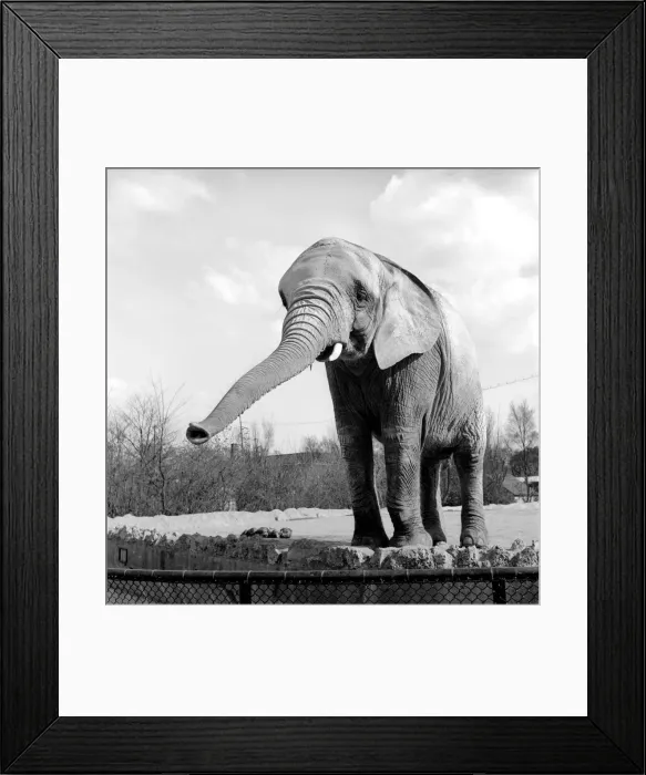 Framed Print : Elephant at London Zoo: 1959 C10-001 Framed Print : Elephant at London Zoo: 1959 C10-001