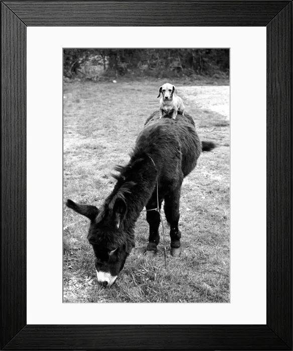 Framed Print : Donkey with dachshund. January 1965 C106A-004 Framed Print : Donkey with dachshund. January 1965 C106A-004