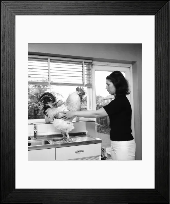 Framed Print : Family pet Cockerel. 1964 C123-009 Framed Print : Family pet Cockerel. 1964 C123-009