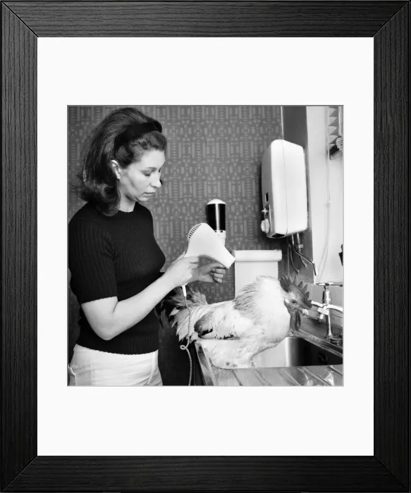 Framed Print : Family pet Cockerel. 1964 C123-003 Framed Print : Family pet Cockerel. 1964 C123-003