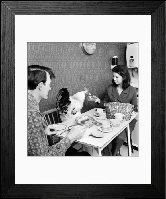 Framed Print : Family pet Cockerel. 1964 C123-001