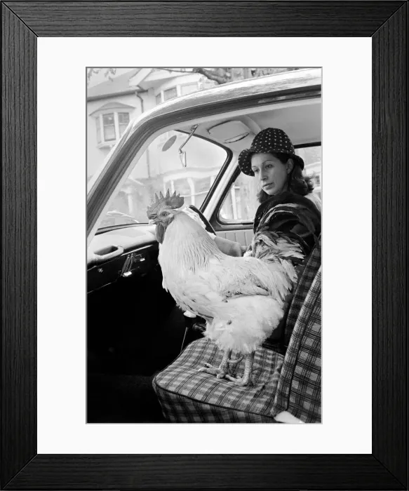 Framed Print : Family pet Cockerel. 1964 C123-026 Framed Print : Family pet Cockerel. 1964 C123-026