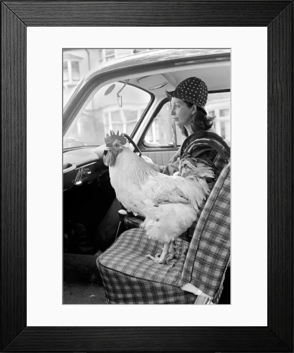 Framed Print : Family pet Cockerel. 1964 C123-024 Framed Print : Family pet Cockerel. 1964 C123-024