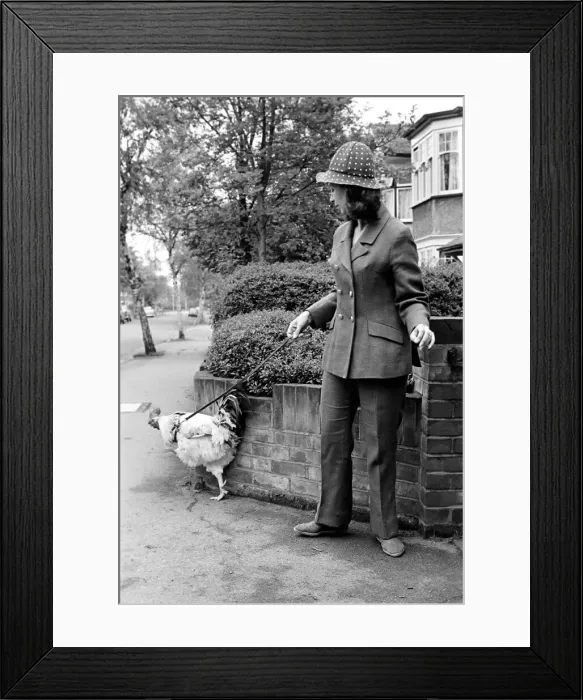 Framed Print : Family pet Cockerel. 1964 C123-020