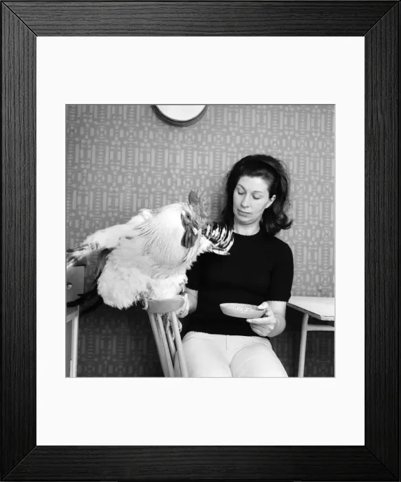 Framed Print : Family pet Cockerel. 1964 C123-015