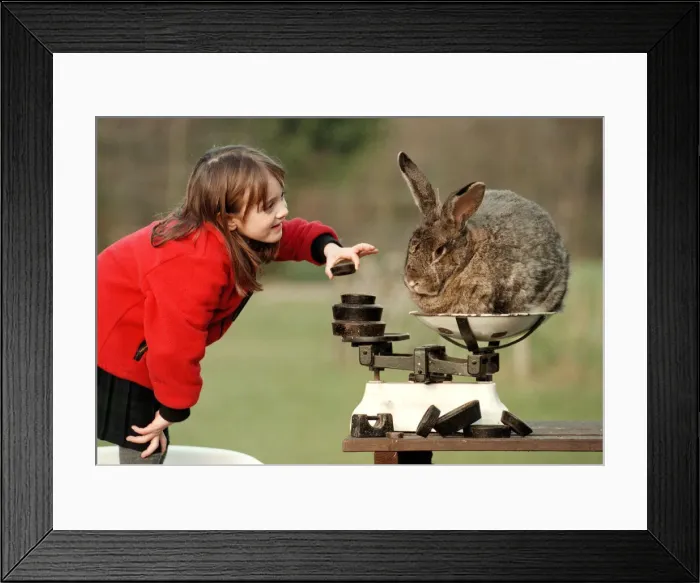 Framed Print : Edith Everest aged six with Bodmin the rabbit March 1999 at Stoneywish Country Park Framed Print : Edith Everest aged six with Bodmin the rabbit March 1999 at Stoneywish Country Park