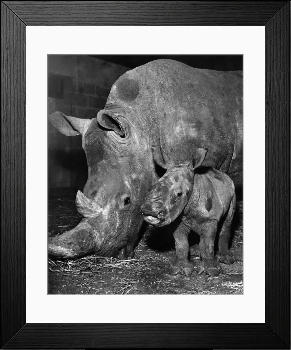 Framed Print : Mungo'pictured with his mother today. January 1973 P007360 Framed Print : Mungo'pictured with his mother today. January 1973 P007360