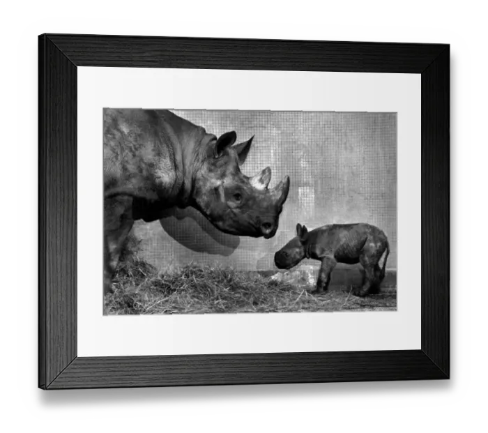 Framed Print : June the mother and her baby Black Rhinoceros Luana. pictured at the zoo Framed Print : June the mother and her baby Black Rhinoceros Luana. pictured at the zoo