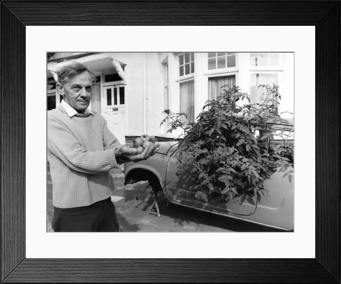 Framed Print : Geoff proudly displays a handful of his first crop of tomatoes