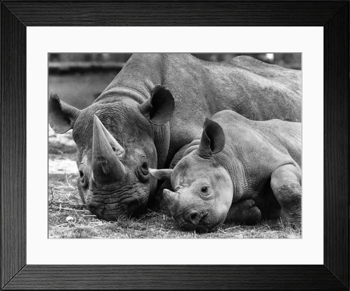 Framed Print : Hot Weather: Taking it easy in the Black Rhino paddock Wnipsnade Park Zoo