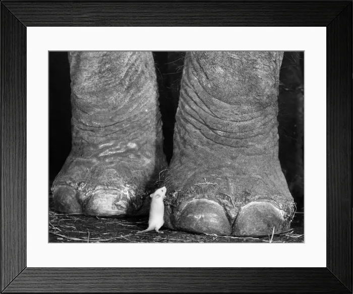 Framed Print : As Gentle as a Mouse. Marjorie, the 3 ton Indian Elephant is as gentle as a mouse Framed Print : As Gentle as a Mouse. Marjorie, the 3 ton Indian Elephant is as gentle as a mouse