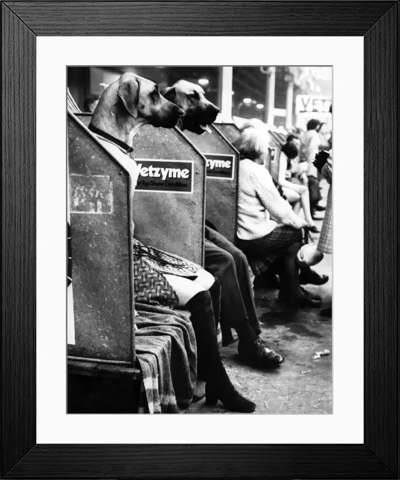 Framed Print : It could only happen at the Crufts show, where once a year people allow themselves Framed Print : It could only happen at the Crufts show, where once a year people allow themselves