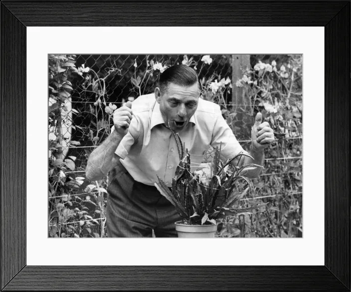 Framed Print : The cactus gets a right mouthful from George - and he swears it take notice