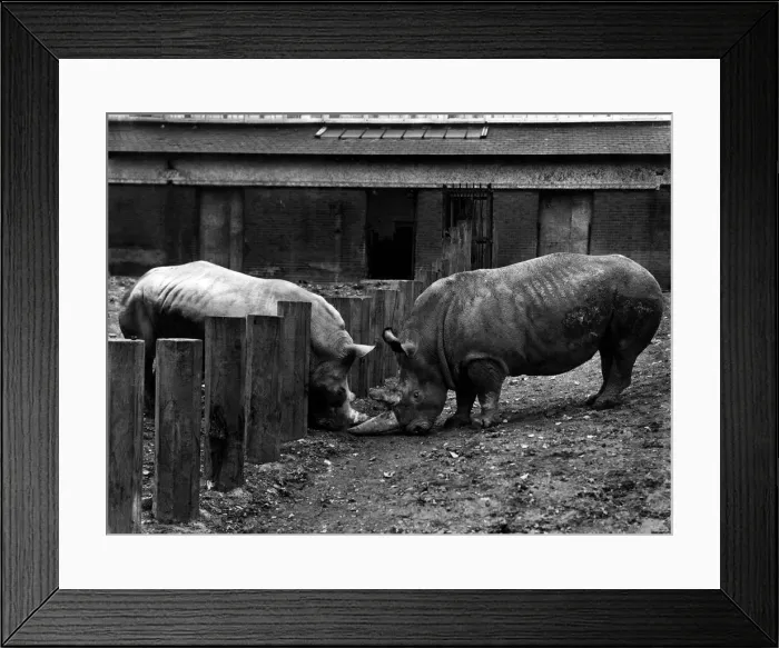 Framed Print : Animals: Rhinoceros. Romance, even for a rhinoceros, is a delicate affair Framed Print : Animals: Rhinoceros. Romance, even for a rhinoceros, is a delicate affair