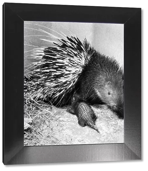 Animals: Porcupine. It is very rare for this particular pocupine to breed in captivity