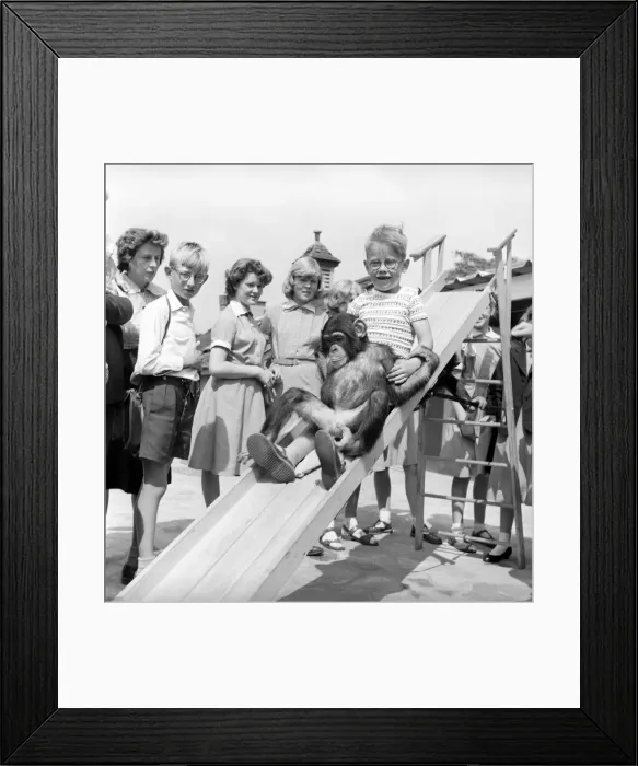 Framed Print : Children play with baby Chimpanzee at Whipsnade Zoo. 1961 Framed Print : Children play with baby Chimpanzee at Whipsnade Zoo. 1961