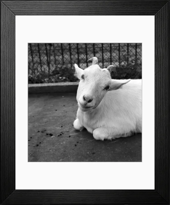 Framed Print : Animals: Goat at London Zoo. 1966
