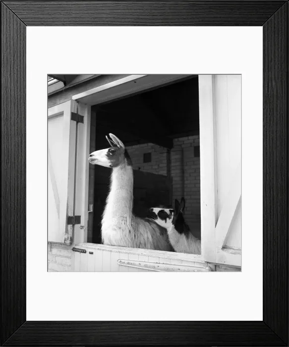 Framed Print : Llamas at Whipsnade Zoo. 1965 Framed Print : Llamas at Whipsnade Zoo. 1965