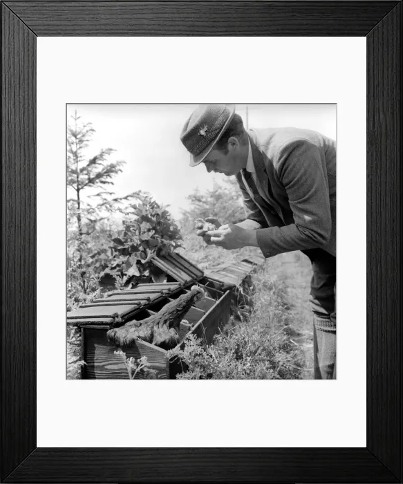 Framed Print : Gamekeeper seen here checking the hen house. 1959 Framed Print : Gamekeeper seen here checking the hen house. 1959