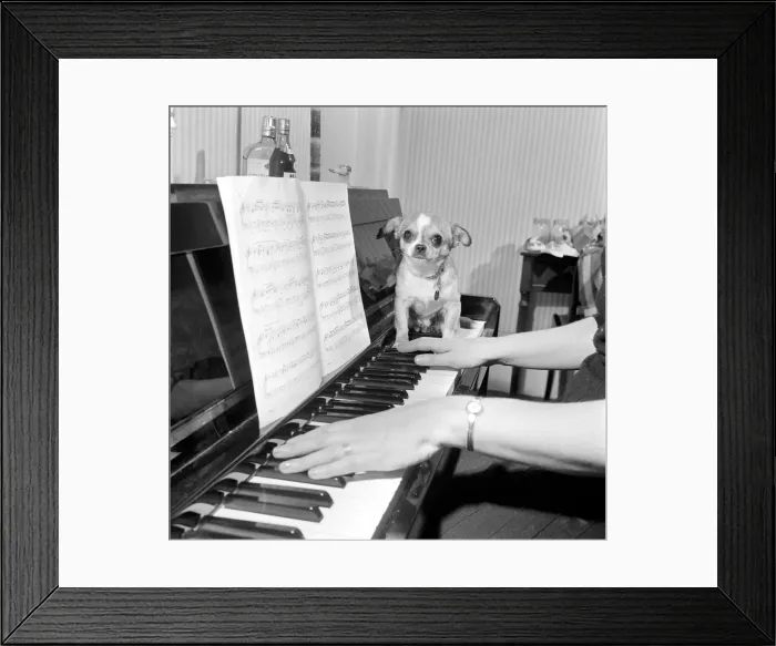 Framed Print : Mrs Taylor playing the piano with her pet dog Neddy'. 1965 Framed Print : Mrs Taylor playing the piano with her pet dog Neddy'. 1965