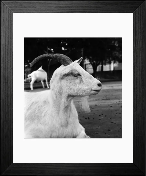 Framed Print : Animals: Goat at London Zoo. 1966 Framed Print : Animals: Goat at London Zoo. 1966