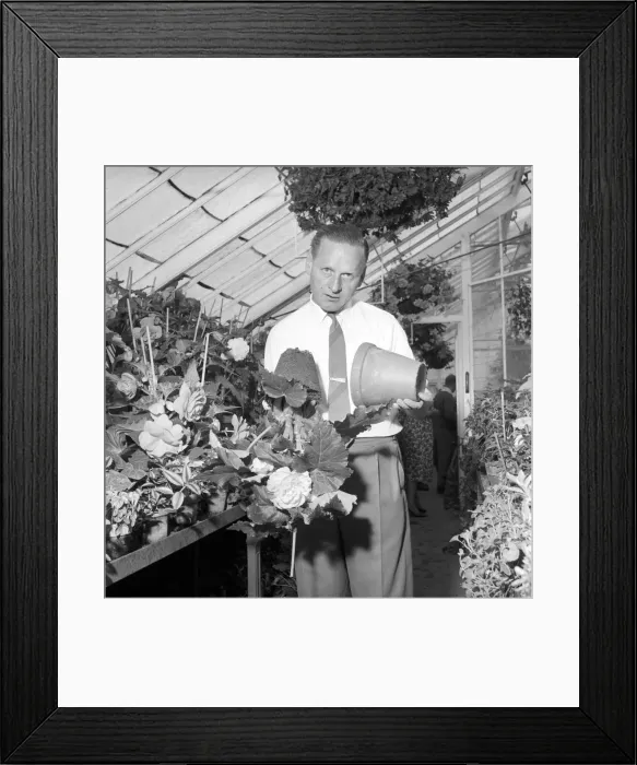 Framed Print : TV Gardener Percy Thrower - seen here at home. 1966 A968-008 Framed Print : TV Gardener Percy Thrower - seen here at home. 1966 A968-008