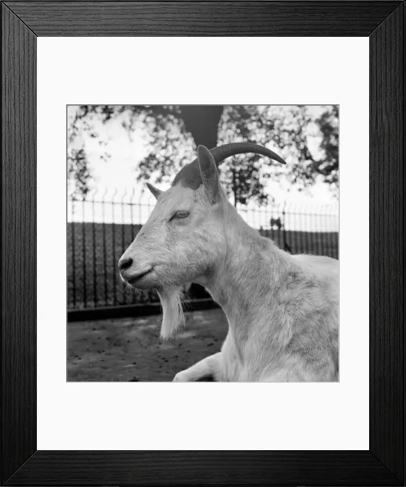 Framed Print : Animals: Goat at London Zoo. 1966 Framed Print : Animals: Goat at London Zoo. 1966
