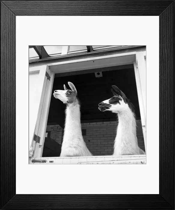 Framed Print : Llamas at Whipsnade Zoo. 1965