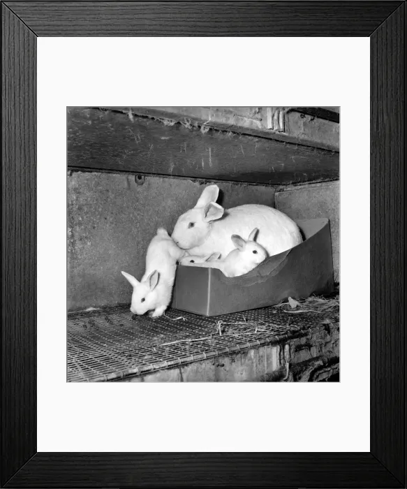 Framed Print : Rabbits bred in cage at a Rabbit farm. 1962 A871-007