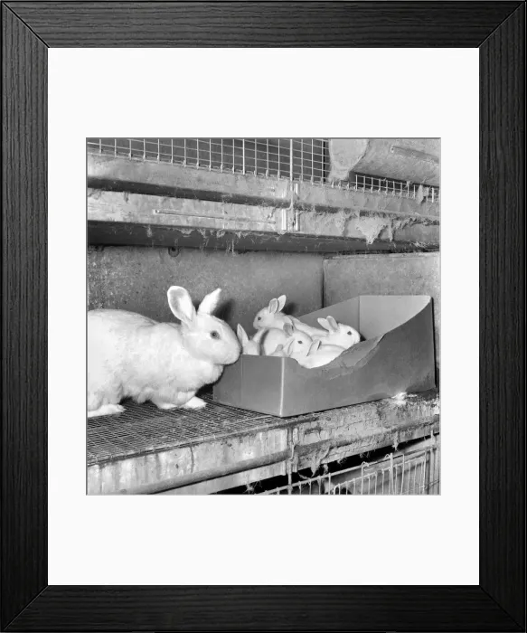 Framed Print : Rabbits bred in cage at a Rabbit farm. 1962 A871-003 Framed Print : Rabbits bred in cage at a Rabbit farm. 1962 A871-003