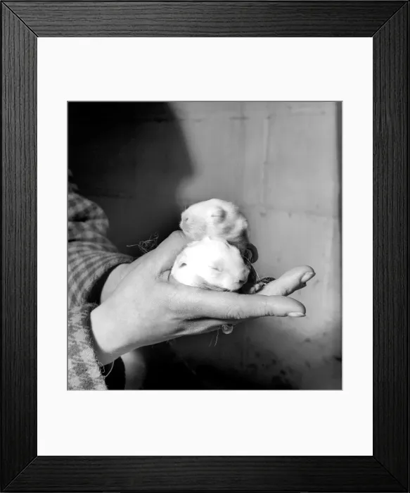 Framed Print : Rabbits bred in cage at a Rabbit farm. 1962 A871 Framed Print : Rabbits bred in cage at a Rabbit farm. 1962 A871