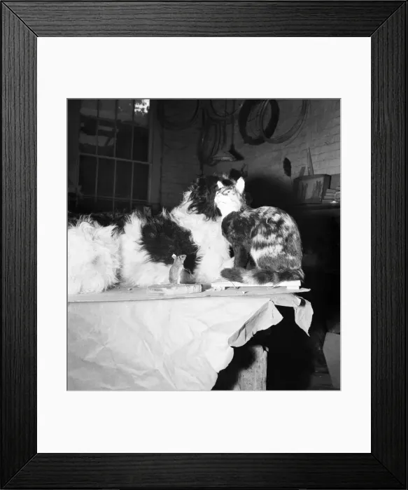 Framed Print : Taxidermist Workshop. January 1960 A715-007 Framed Print : Taxidermist Workshop. January 1960 A715-007
