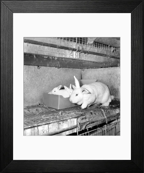 Framed Print : Rabbits bred in cage at a Rabbit farm. 1962 A871-002 Framed Print : Rabbits bred in cage at a Rabbit farm. 1962 A871-002