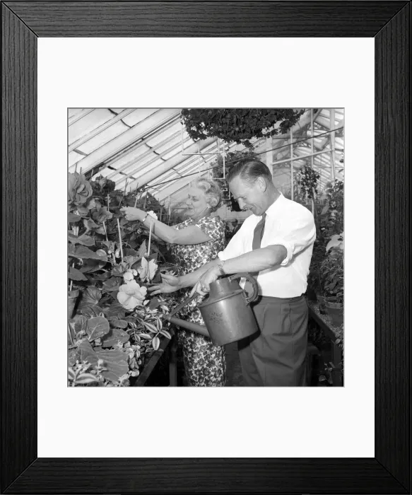 Framed Print : TV Gardener Percy Thrower - seen here at home. 1966 A968-005 Framed Print : TV Gardener Percy Thrower - seen here at home. 1966 A968-005