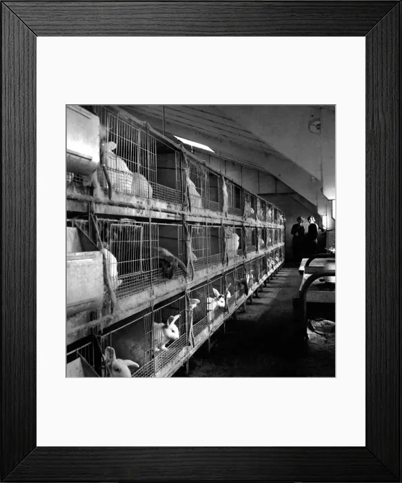 Framed Print : Rabbits bred in cage at a Rabbit farm. 1962 A871-006 Framed Print : Rabbits bred in cage at a Rabbit farm. 1962 A871-006