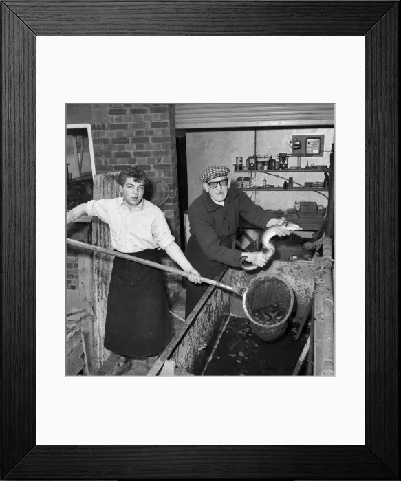 Framed Print : Freshly caught eels seen here being prepare to be made in to East London Framed Print : Freshly caught eels seen here being prepare to be made in to East London
