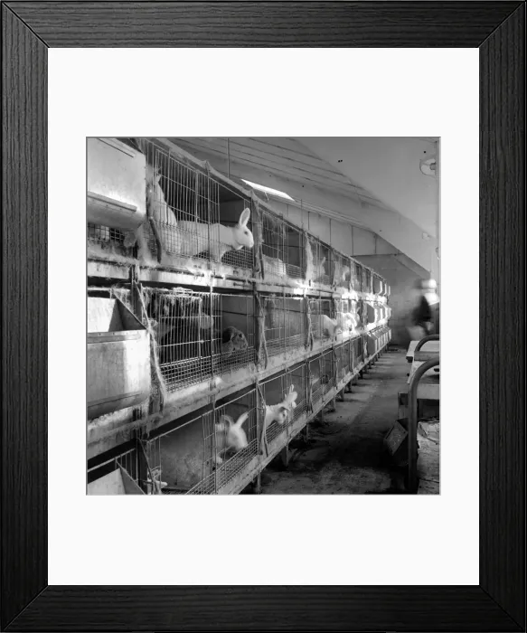 Framed Print : Rabbits bred in cage at a Rabbit farm. 1962 A871-004