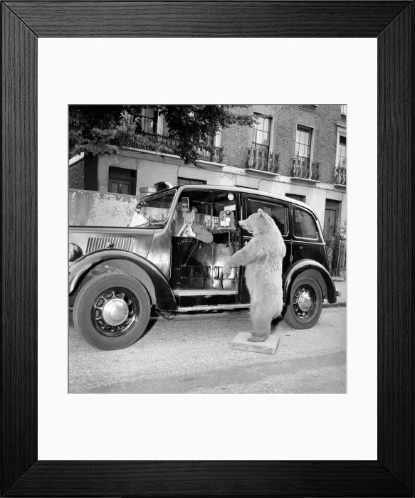 Framed Print : Taxi and the taxidermist: A stuffed grizzly bear attempts to flag down a London Taxi Framed Print : Taxi and the taxidermist: A stuffed grizzly bear attempts to flag down a London Taxi