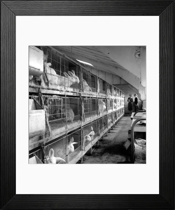 Framed Print : Rabbits bred in cage at a Rabbit farm. 1962 A871-001 Framed Print : Rabbits bred in cage at a Rabbit farm. 1962 A871-001