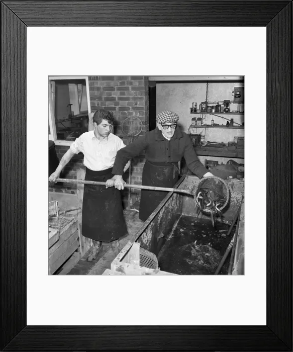 Framed Print : Freshly caught eels seen here being prepare to be made in to East London Framed Print : Freshly caught eels seen here being prepare to be made in to East London