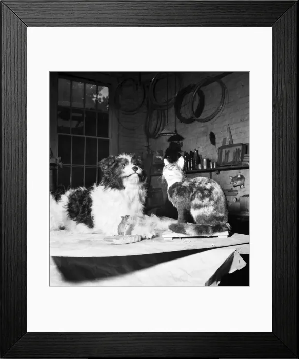 Framed Print : Taxidermist Workshop. January 1960 A715-011 Framed Print : Taxidermist Workshop. January 1960 A715-011