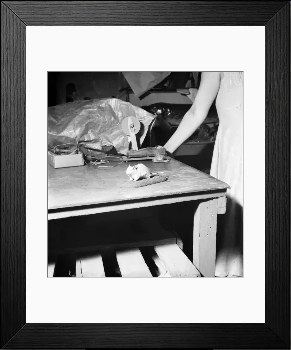 Framed Print : Taxidermist Workshop. January 1960 A715-009 Framed Print : Taxidermist Workshop. January 1960 A715-009